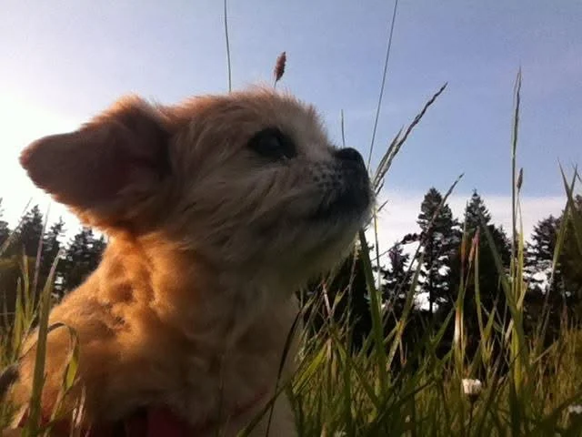 Chuck, a small tan dog with soft fur, sitting in tall grass and looking up at a blue sky with evergreen trees behind him