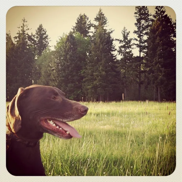 A chocolate brown dog with a happy open mouth sitting in a sunlit field of tall grass with fir trees behind